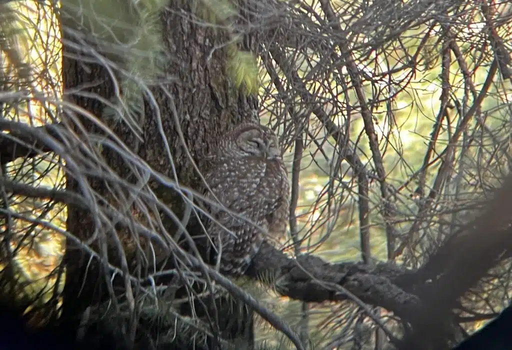 Coconino Mexican Spotted Owl PAC Monitoring