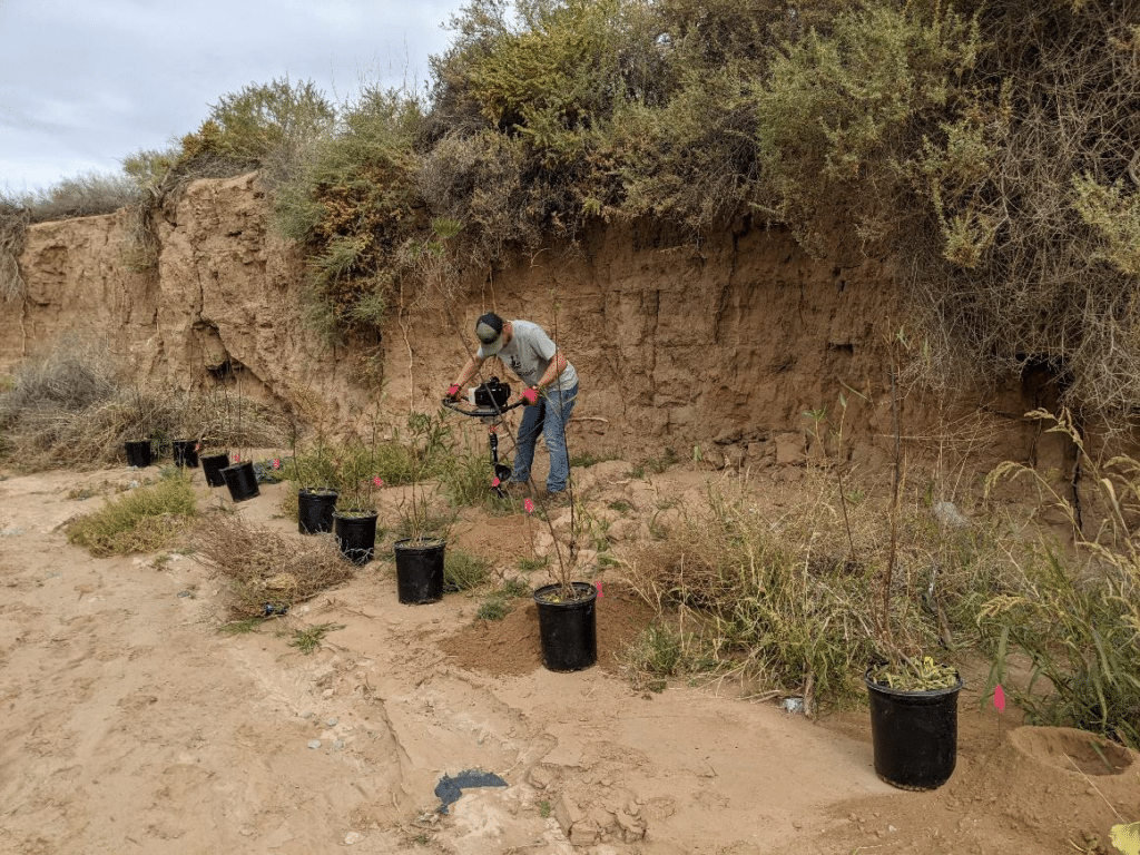 Tijeras Arroyo Desert Willow Mitigation Planting